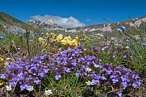 Basil Thyme (Acinos arvensis) with Viola (Viola eugeniae) and Forget-me-nots (Myosotis) Campo Imperatore, Gran Sasso, Appennines, Abruzzo, Italy, May