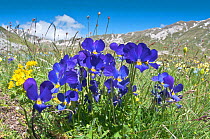 Eugenia's Violet (Viola eugeniaea) in flower, blue form Campo Imperatore, Gran Sasso, Appennines, Abruzzo, Italy, May