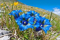 Appennine Trumpet Gentian (Gentiana dinarica) in flower, on roadside below Gran Sasso, Appennines, Abruzzo, Italy, May