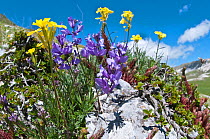 Nice Milkwort (Polygala nicaensis) with Appennine treacle mustard (Erysimum pseudorhaeticum) in flower, Campo Imperatore, Gran Sasso, Appennines, Abruzzo, Italy, May