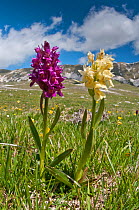 Elder flower orchid (Dactylorhiza sambucina) in its two colour forms, Campo Imperatore, Gran Sasso, Appennines, Abruzzo, Italy, May