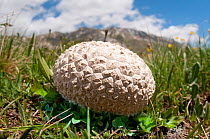 Common earthball (Scleroderma citrinum) Campo Imperatore, Gran Sasso, Appennines, Abruzzo, Italy, May