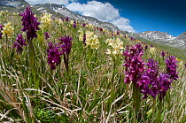 Elder flower orchid (Dactylorhiza sambucina) in flower with two colour forms, Campo Imperatore, Gran Sasso, Appennines, Abruzzo, Italy, May 2011