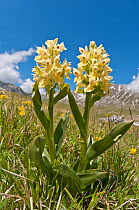 Elder flower orchid (Dactylorhiza sambucina) in flower (yellow form), Campo Imperatore, Gran Sasso, Appennines, Abruzzo, Italy, May