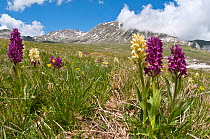 Elder flower orchid (Dactylorhiza sambucina) in flower with two colour forms, Campo Imperatore, Gran Sasso, Appennines, Abruzzo, Italy, May 2011