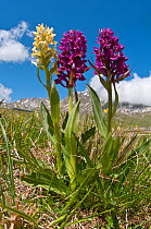 Elder flower orchid (Dactylorhiza sambucina) in flower with two colour forms, Campo Imperatore, Gran Sasso, Appennines, Abruzzo, Italy, May