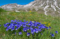 Eugenia's Violet (Viola eugeniaea) in flower, blue form, Campo Imperatore, Gran Sasso, Appennines, Abruzzo, Italy, May 2010