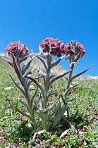 Maiella Houndstongue (Cynoglossum magellense) in flower, Campo Imperatore, Gran Sasso, Appennines, Abruzzo, Italy, May