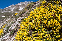 Vitaliana (Androsace vitaliana / Vitaliana primuliflora) in flower, Campo Imperatore, Gran Sasso, Appennines, Abruzzo, Italy, May