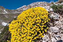 Vitaliana (Androsace vitaliana / Vitaliana primuliflora) in flower, Campo Imperatore, Gran Sasso, Appennines, Abruzzo, Italy, May