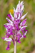 Military Orchid (Orchis militaris) in flower, Campo Imperatore, Gran Sasso, Appennines, Abruzzo, Italy, May
