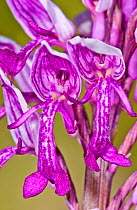 Military Orchid (Orchis militaris) close up of flower, Campo Imperatore, Gran Sasso, Appennines, Abruzzo, Italy, May