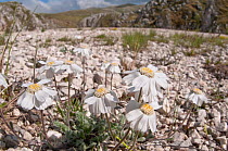 Apennine sneezewort (Achillea barrelieri) in flower,  Campo Imperatore, Gran Sasso, Appennines, Abruzzo, Italy, May