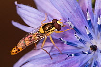 Hoverfly (Sphaerophoria scripta) on chicory flower Gran Sasso, Appennines, Abruzzo, Italy