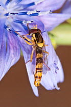 Hover Fly (Sphaerophoria scripta) on chicory flower Gran Sasso, Appennines, Abruzzo, Italy, June
