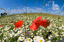 Mayweed (Anthemis sp) and Poppies (Papaver rhoeas) in flower, near Orvieto, Umbria, Italy, June