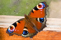 Peacock butterfly (Inachis io) resting against a wood shed window, Orvieto, Italy, June