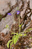 Apennine butterwort (Pinguicula longifolia ssp reichenbachiana) in flower, Camosciara, Abruzzo, Italy, June