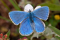 Adonis blue butterfly (Lysandra bellargus) Gran Sasso, Appennines, Abruzzo, Italy, June