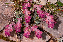 Reddish saxifrage (Saxifraga porophylla) Gran Sasso, Appennines, Abruzzo, Italy, June