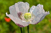 Opium Poppy (Papaver somniferum) on flower near Sorano, Tuscany, Italy, June