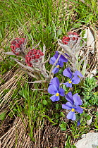 Eugenia's Violet (Viola eugeniaea) blue form, in flower, Campo Imperatore, Gran Sasso, Appennines, Abruzzo, Italy, June