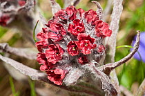 Maiella Houndstongue (Cynologlossum magellense) in flower, Campo Imperatore, Gran Sasso, Appennines, Abruzzo, Italy, June