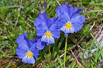 Eugenia's Violet (Viola eugeniaea) in flower, blue form Campo Imperatore, Gran Sasso, Appennines, Abruzzo, Italy, June