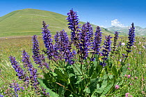 Meadow Clary (Salvia pratense) in flower, Piano Grande, Norcia, Umbria, Italy, June 2011
