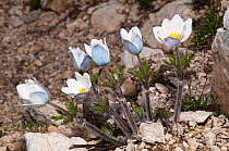 Alpine Pasque flower (Pulsatilla alpina) in flower, Gran Sasso, Appennines, Abruzzo, Italy, June