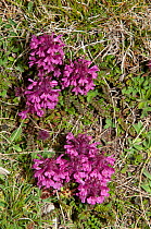 Verticilllate lousewort (Pedicularis verticillata) Gran Sasso, Appennines, Abruzzo, Italy, June