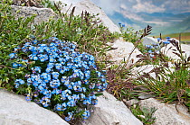 Alpine forget-me-not (Myosotis alpina) Gran Sasso, Appennines, Abruzzo, Italy, June