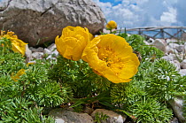 Apennine pheasant's eye (Adonis distorta) in flower,  endemic to the Appennines. Gran Sasso, Appennines, Abruzzo, Italy, June