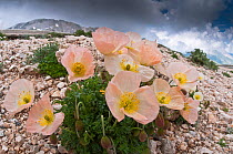 Alpine poppy (Papaver alpina ssp ernesti-mayeri) Gran Sasso, Appennines, Abruzzo, Italy, June
