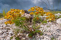 Cypress Spurge (Euphorbia cyparissias) in flower, Campo Imperatore, Gran Sasso, Appennines, Abruzzo, Italy, June