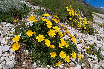 Robertia (Hypochaeris robertia / Robertia taraxoides) a in flower, Mount Vettore, Sibillini, Umbria, Italy, June