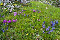 Nice Milkwort (Polygala nicaensis) flowers showing different colour forms in blue, purple and pink,  Campo Imperatore, Gran Sasso, Appennines, Abruzzo, Italy, June