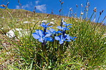 Spring gentian (Gentiana verna) in flower, Mount Vettore, Sibillini, Umbria, Italy, June