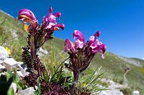 Elegant Lousewort (Pedicularis elegans) in flower, Appennines, Italy, June