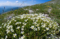 Large-flowered Sandwort (Arenaria grandiflora) photo on the route up Mount Vettore, Sibillini, Umbria, Italy, June
