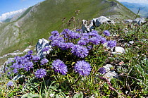 Appennine Globularia (Globularia meridionalis) Mount Vettore, Sibillini, Umbria, Italy, June