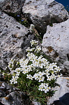 Alpine rockcress (Arabis alpina) in flower, Mount Vettore, Sibillini, Umbria, Italy, June