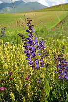 Yellow rattle (Rhinanthus minor) and Meadow clary (Salvia pratense) in flower, Sibillini, Umbria, Italy, June
