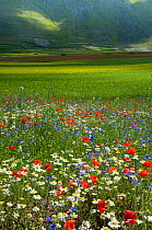 Floral colour in fields on the Piano Grande from Poppies (Papaver rhoeas), Cornflowers (Centaurea), Mustard (Brassica) and Mayweed (Anthemis), Umbria, Italy, June