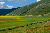 Floral colour in fields on the Piano Grande from Poppies (Papaver rhoeas) and Mustard (Brassica) Italy, June 2010