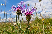 Mountain Cornflower (Centaurea montana) a species of mountain regions in Europe. Mount Vettore, Sibillini, Umbria, Italy, June