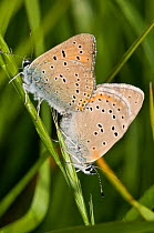 Purple-edged copper butteflies (Lycaena hippothoe) mating pair,  Sibillini, Umbria, Italy, June