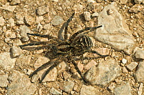 European tarantula (Lycosa narbonense) Sibillini, Umbria, Italy, June.