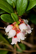 Bearberry (Arctostaphyllos uva-ursi) in flower, in ancient pine and mixed woodland, Val di Vallesinella near Madonna di Campiglio, Brenta Dolomites, Italy, July