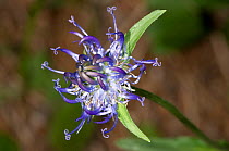 Round-headed rampion (Phyteuma orbiculare) in flower, in ancient pine and mixed woodland, Val di Vallesinella near Madonna di Campiglio, Brenta Dolomites, Italy, July